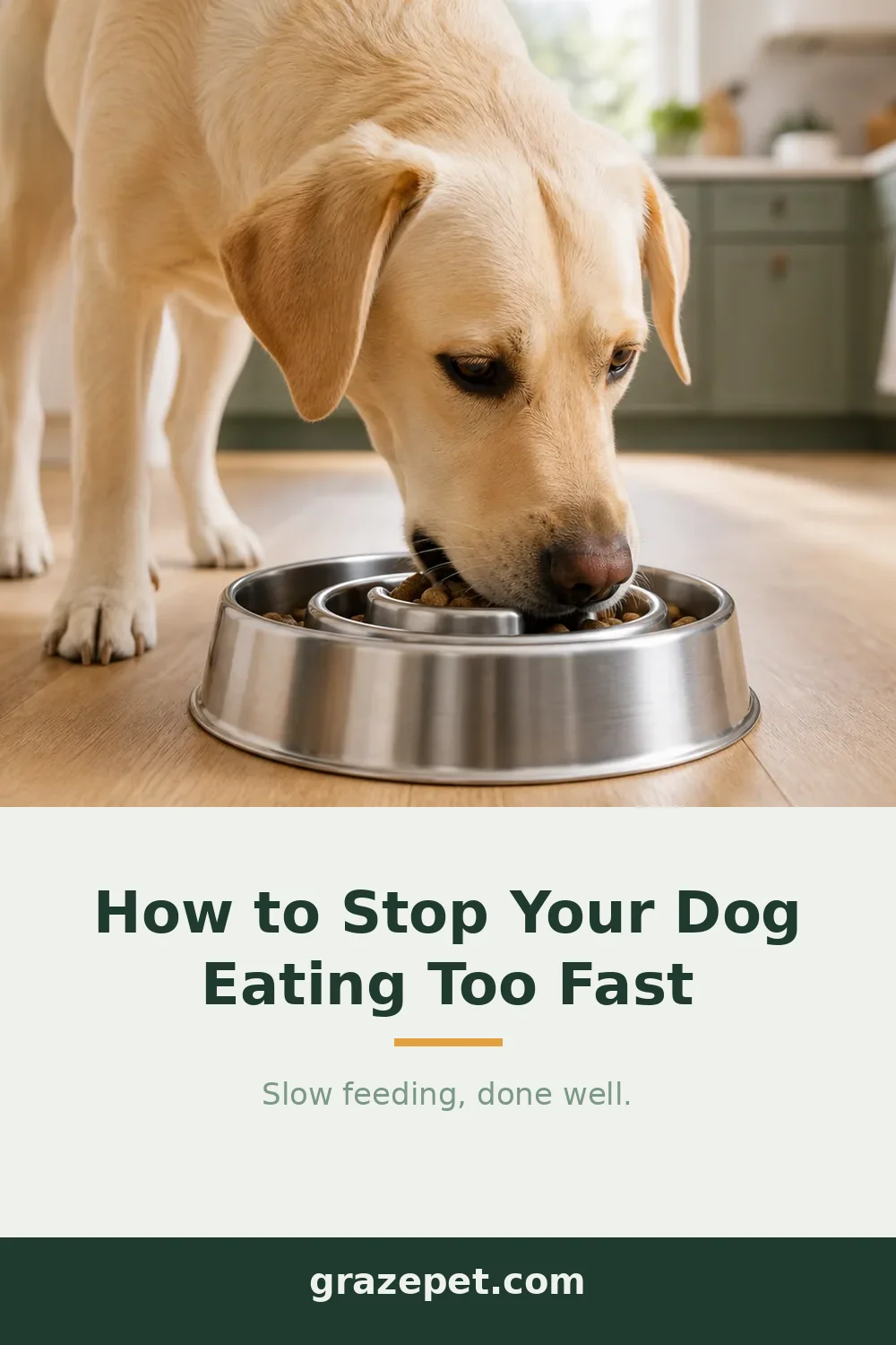 How to Stop Your Dog Eating Too Fast: 7 Proven Ways — save on Pinterest